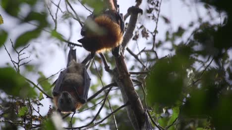 Bats-Hanging-From-Tree-Branch-During-Daytime-Flying-Australia-Gippsland-Victoria-Maffra