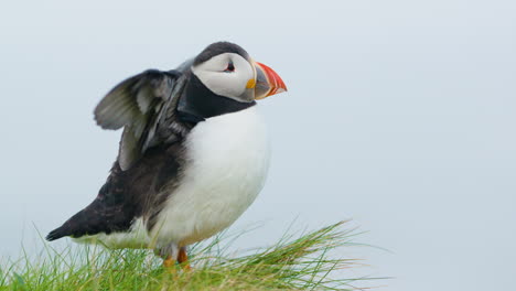 Puffin-with-wings-spread-stands-on-grassy-cliff-on-Lunga-Island,-Scotland