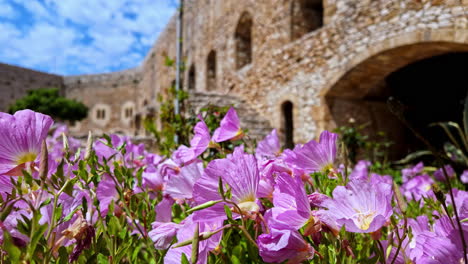 Pink-cosmos-flower-at-Chlemoutsi-medieval-Castle-Museum-in-Greece