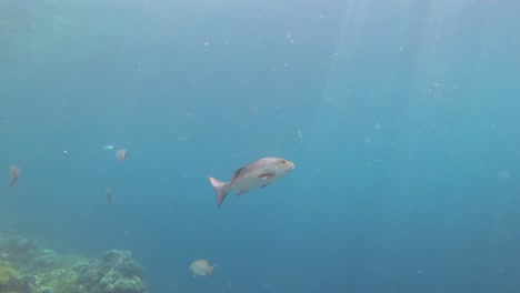 A-two-spot-red-snapper-swimming-in-the-clear,-blue-water