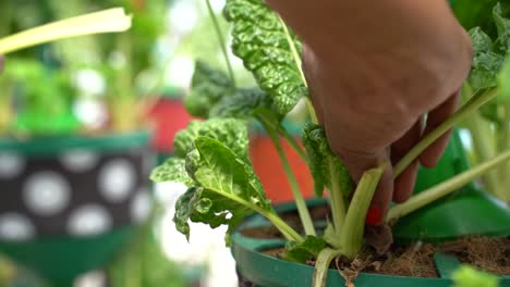 A-close-up-of-a-woman's-hand-delicately-tearing-fresh-spinach-leaves