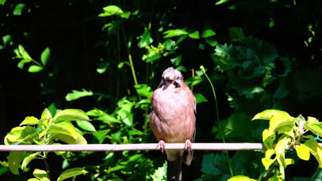 JAY--perching-on-a-branch-and-looking-around