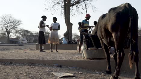 Wide-shot-of-cow-eating-at-an-African-Market