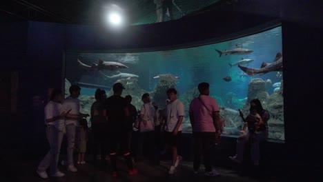 Group-of-tourists-observe-fish-in-aquarium-pond-display-case