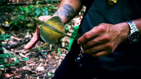 Naturreiseführer-Hält-Und-Zeigt-Grünen-Draco-Blanfordii-Im-Khao-Sok-Dschungel