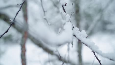 Birke-Im-Verschneiten-Wald