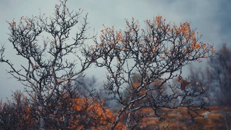 Letzte-Herbstblätter-Auf-Den-Dunklen-Verdorrten-Zweigen-Der-Birken-In-Der-Herbsttundra