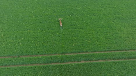 Aerial-establishing-shot-of-male-Red-deer-running-across-the-fresh-green-agricultural-field,-sunny-summer-morning,-wide-birdseye-drone-tracking-shot-moving-forward,-slow-motion