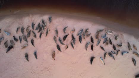 Drone-over-Colony-Of-Seals-Resting-On-The-Shore-Near-Findhorn-Bay-In-Scotland---Aerial-Top-Down-of-many-seals