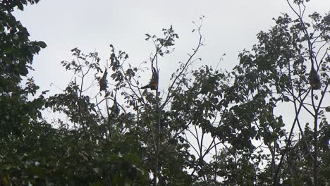 Fledermaus-Klettert-Kopfüber-An-Einem-Ast-Entlang-Australien-Gippsland-Victoria-Maffra-Tagsüber