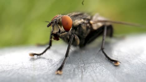 Primer-Plano-Macro-De-Una-Mosca