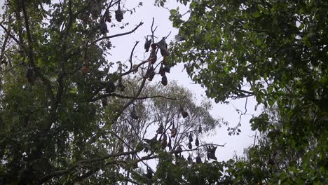 Lots-of-Bats-During-Daytime-Hanging-From-Trees-Australia-Gippsland-Victoria-Maffra