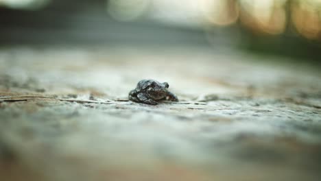 Kleiner-Frosch,-Der-An-Einer-Stelle-Sitzt-Und-Dessen-Kehle-Pulsiert,-Nahaufnahme