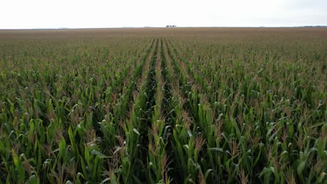 Vista-Aérea-De-La-Cosecha-De-Maíz-En-El-Campo-De-Siembra,-Argentina