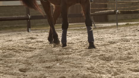 El-Caballo-Comienza-A-Correr-Por-La-Mañana-Durante-El-Amanecer-En-Cámara-Lenta-Con-Rayos-De-Luz.