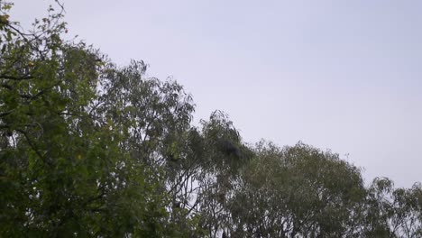 Fledermaus-Fliegt-Und-Landet-Auf-Einem-Gummibaum,-Australien,-Gippsland,-Victoria,-Maffra,-Tagsüber