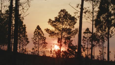 Experience-a-stunning-timelapse-of-a-red-sunrise-in-a-scenic-pine-forest