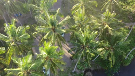 white-camper-van-parked-at-a-black-sand-beach-with-coconut-tree-field-in-Bali,-aerial