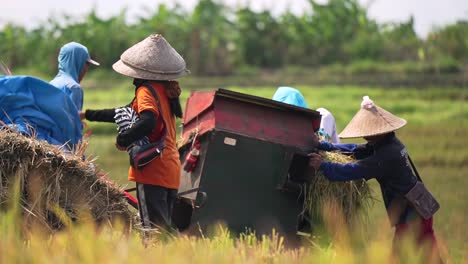 Trabajadores-Del-Campo-De-Arroz-Balinés_cosecha-Del-Campo-De-Arroz-Balinés_procesamiento_corte-De-Arroz