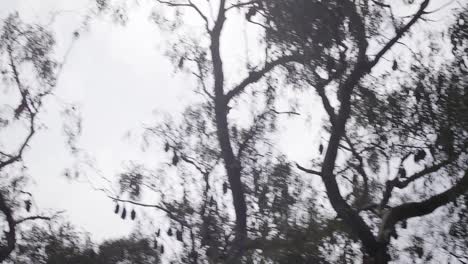 Murciélago-Volando-Durante-El-Día-Y-Aterriza-En-Un-árbol-Australia-Gippsland-Victoria-Maffra