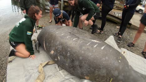 manatee-recovered-from-injuries-clearly-shows-prop-rash-from-boat