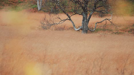 Withered-grass-covers-the-ground-in-the-Norwegian-wetlands