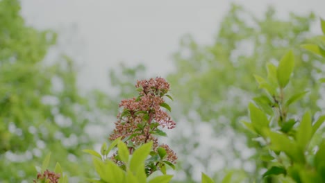 Close-up-of-blooming-plant-with-green-foliage-against-a-blurred-tree-background