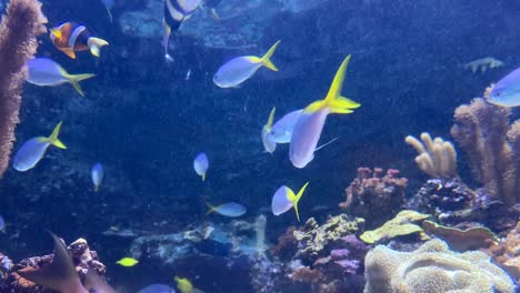 Yellowtail-Reef-Fish:-Coral-Reef-Exhibit:-Aquarium-Of-The-Pacific-In-Long-Beach,-California