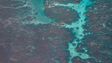 Maui's-coral-reefs,-showcasing-vibrant-underwater-colors,-aerial-view