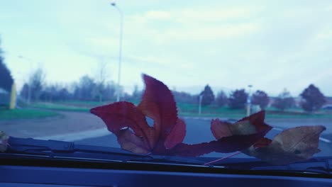 Close-up-shot-of-autumn-leaves-lying-on-the-windshield-of-a-moving-car