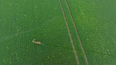 Aerial-establishing-shot-of-male-Red-deer-running-across-the-fresh-green-agricultural-field,-sunny-summer-morning,-wide-birdseye-drone-panorama-shot