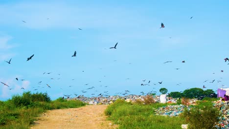 Camino-De-Vertedero-Colina-Llena-De-Pájaros-águila-Hambrientos-Volando-Alrededor