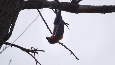 Bat-Hanging-Upside-Down-From-Tree-Branch-During-The-Daytime-Australia-Gippsland-Victoria-Maffra-Close-Up