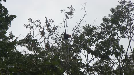 Fledermaus-Hängt-Kopfüber,-Pflegt-Und-Bewegt-Sich-Australien-Gippsland-Victoria-Maffra-Tagsüber