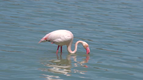 Pájaros-Flamencos-En-Un-Entorno-Natural-En-Un-Lago-Salado-En-El-Sur-De-España,-Alimentándose