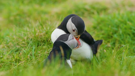 Puffins-interacting-in-lush-green-grass-on-Lunga-Island,-Scotland