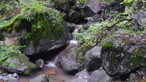 Tiny-natural-stream-in-mossy-forest-forms-small-waterfall-over-rocks