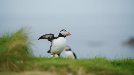 Pájaro-Frailecillo-De-La-Isla-De-Lunga-Extendiendo-Sus-Alas---Cámara-Lenta