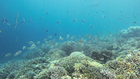 School-of-goldlined-rabbitfish-also-appear-in-the-background,-showcasing-the-rich-marine-biodiversity-of-ocean