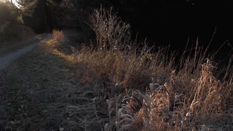 pan-shot-of-sunrays-hitting-grass-moving-towards-spruce-forest-road