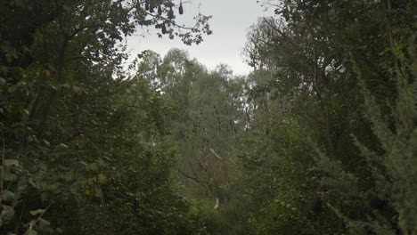 Bats-Sleeping-In-Trees-Daytime-Australia-Gippsland-Victoria-Maffra-Wide-Pan