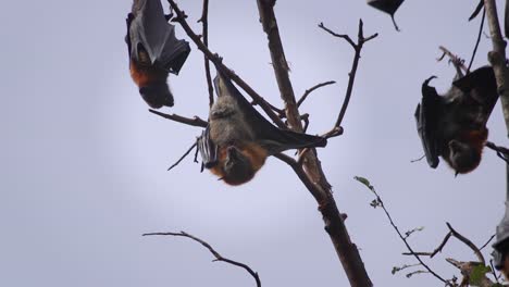 Bats-Cleaning-and-Grooming-Upside-Down-Hanging-From-Tree-Australia-Gippsland-Victoria-Maffra-Daytime