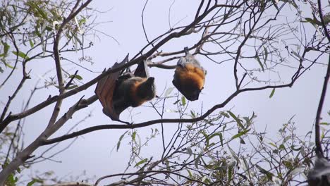 Bats-Hanging-In-Tree-During-Daytime-Stretches-Wings-Australia-Gippsland-Victoria-Maffra