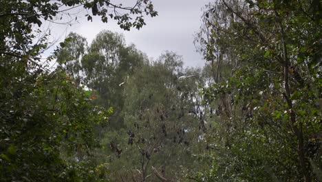 Viele-Fledermäuse-Im-Baum-Tagsüber-Australien-Gippsland-Victoria-Maffra