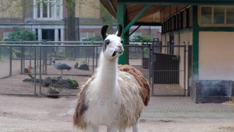 Pelziges-Lama-Blickt-In-Die-Kamera-Im-Artis-Zoo