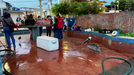 Pelícano-Pardo-En-El-Mercado-Público-De-Pescado-En-Santa-Cruz,-Isla-Galápagos,-Ecuador