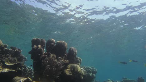 Coral-formation-near-Kri-Island-in-the-Raja-Ampat-archipelago,-Indonesia