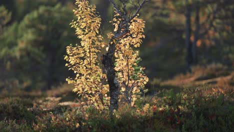 Ein-Bunt-Gefärbtes-Blatt-Auf-Den-Verdrehten-Zweigen-Einer-Zwergbirke-In-Der-Herbstlichen-Tundra