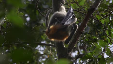 Bat-Cleaning-Grooming-Itself-Hanging-From-Tree-Australia-Gippsland-Victoria-Maffra-Daytime