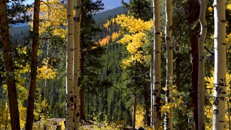 fall-in-the-Rocky-Mountains-aspen-trees